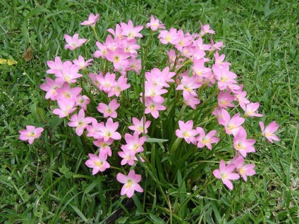 Zephyranthes fotók, nézetek és virág ellátás az otthoni (feltételek) Zephyranthes fotók, nézetek és virág ellátás az otthoni