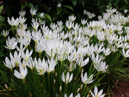 Zephyranthes fotók, nézetek és virág ellátás az otthoni (zephyranthes) Zephyranthes fotók, nézetek és virág ellátás az otthoni