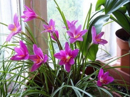 Zephyranthes fotók, nézetek és virág ellátás az otthoni (zephyranthes sárga arany) Zephyranthes fotók, nézetek és virág ellátás az otthoni