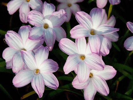 Zephyranthes fotók, nézetek és virág ellátás az otthoni