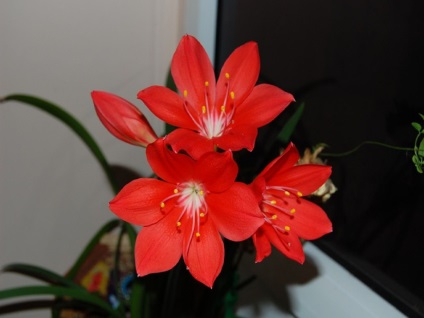 Zephyranthes fotók, nézetek és virág ellátás az otthoni (zephyranthes sárga arany) Zephyranthes fotók, nézetek és virág ellátás az otthoni