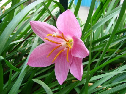 Zephyranthes fotók, nézetek és virág ellátás az otthoni (zephyranthes) Zephyranthes fotók, nézetek és virág ellátás az otthoni