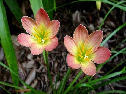 Zephyranthes fotók, nézetek és virág ellátás az otthoni (feltételek) Zephyranthes fotók, nézetek és virág ellátás az otthoni