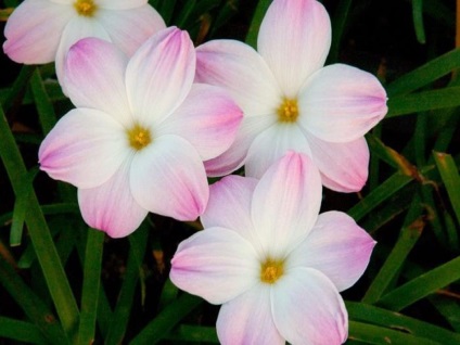Zephyranthes fotók, nézetek és virág otthoni gondozást (ellátást) Zephyranthes fotók, nézetek és virág ellátás az otthoni