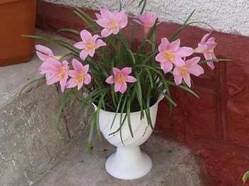 Zephyranthes vagy upstart szobanövények (zephyranthes) Zephyranthes vagy felkapaszkodott szobanövények