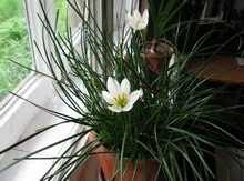 Zephyranthes vagy upstart szobanövények (zephyranthes) Zephyranthes vagy felkapaszkodott szobanövények