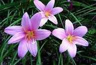 Zephyranthes vagy upstart szobanövények (upstart) Zephyranthes vagy felkapaszkodott szobanövények