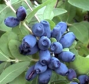 Lonc - milyen bogyó, amely az íze, mint enni, hogy készítünk (használata) Lonc - milyen bogyó, amely az íze, mint enni, hogy elő
