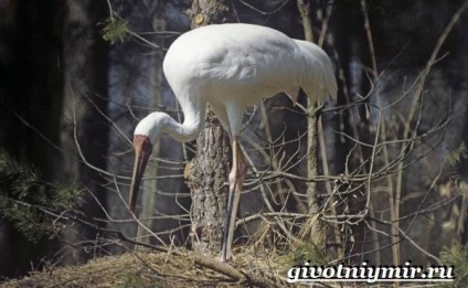 Állatok az tundra, élővilág (Tundra) Állatok az tundra, élővilág