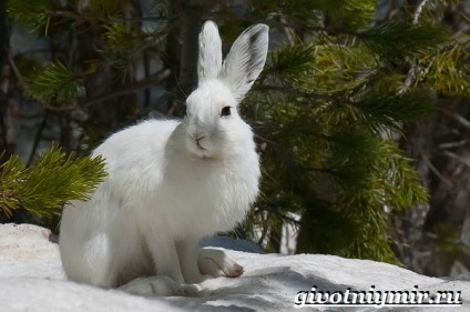 Tundra állatok, állatvilág (állatok) Állatok az tundra, élővilág