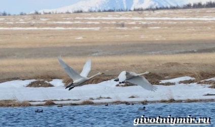Tundra állatok, állatvilág (állatok) Állatok az tundra, élővilág