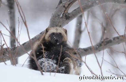 Állatok az tundra, élővilág (Tundra) Állatok az tundra, élővilág