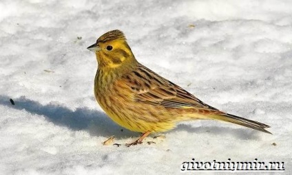 Tundra állatok, állatvilág (állatok tundra Magyarország) Állatok az tundra, élővilág