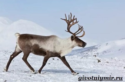 Tundra állatok, állatvilág (állatok) Állatok az tundra, élővilág