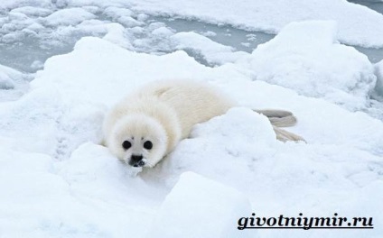 Állatok az tundra, élővilág (állatvilágát tundra) Állatok az tundra, élővilág