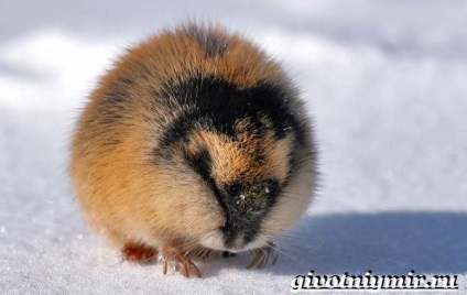 Tundra állatok, állatvilág (állatok) Állatok az tundra, élővilág