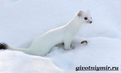 Állatok az tundra, élővilág (Tundra szarvas pacsirta) Állatok az tundra, élővilág