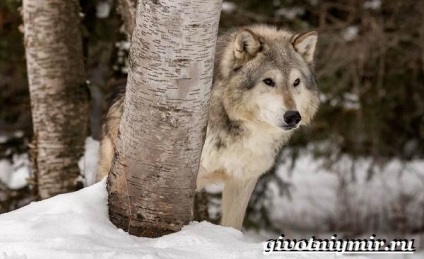 Tundra állatok, állatvilág (állatok tundrán) Állatok az tundra, élővilág