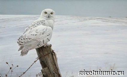 Tundra állatok, állatvilág (állatok) Állatok az tundra, élővilág