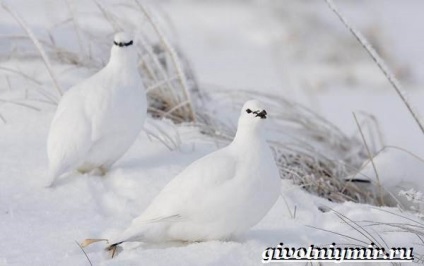 Állatok az tundra, élővilág (Tundra) Állatok az tundra, élővilág