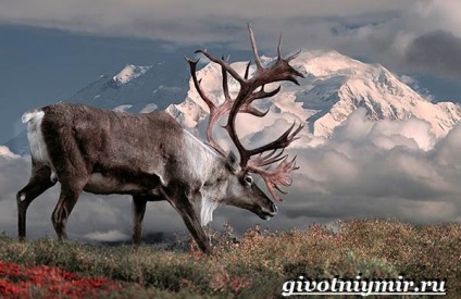 Állatok az tundra, élővilág (Tundra szarvas pacsirta) Állatok az tundra, élővilág