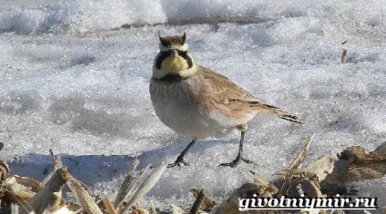 Tundra állatok, állatvilág (állatok) Állatok az tundra, élővilág