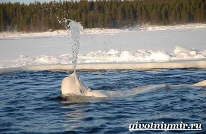 Tundra állatok, állatvilág (állatok tundra Magyarország) Állatok az tundra, élővilág