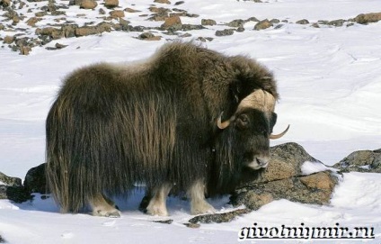 Állatok az tundra, élővilág (sok más lakos) Állatok az tundra, élővilág
