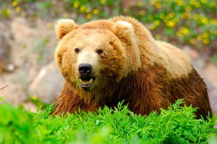 Ismerje meg a grizzly medve, fotó hírek