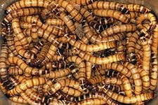 Zofobas-, hogy egy állatot () Zofobas-, hogy egy vadállat