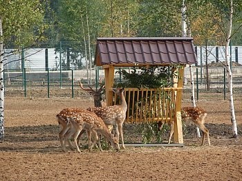 Zoo Jaroszlavl, cím, nyitvatartási idő, hogyan lehet eljutni az értéke (állat) Zoo Jaroszlavl, cím, nyitvatartási idő, hogyan lehet eljutni az árat