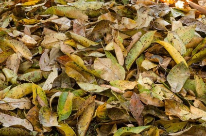 10 Ötletek köze lehullott levelek ősszel