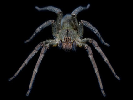 15 érdekes tény a pókok