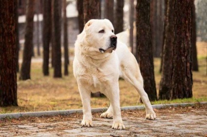 Alabai (közép-ázsiai juhászkutya) értékelés (Alabai) Alabai (közép-ázsiai juhász) véleménye