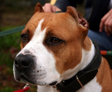 Amerikai Staffordshire Terrier fotó és leírás kutyafajták