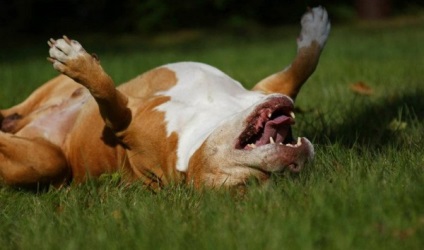 Amerikai Staffordshire Terrier fotó és leírás kutyafajták