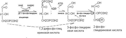 Anaerob glükóz oxidációját - studopediya