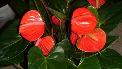 Anthurium feng shui tulajdonságai és jellemzői a növények
