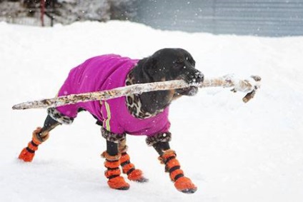 Cipő kutyáknak - dogcollar - lőszer és kiegészítők kutyáknak