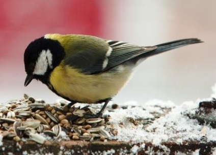 Чим можна і що не можна годувати птахів взимку