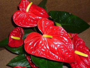 anthurium, virág