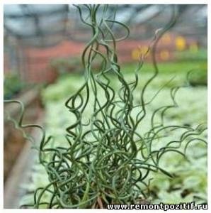 Dzhunkus spirál - átalakítja a belső tér különleges növények