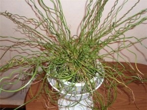 Dzhunkus spirál ellátás az otthoni (feltételek) Dzhunkus spirál otthoni gondozást