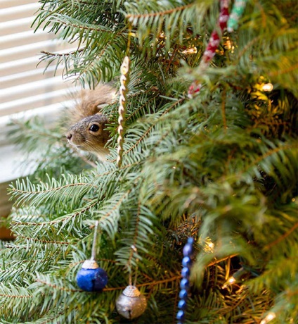 Ez a leginkább szokatlan karácsonyfa, mert él a jelen fehérje! Egy olyan világban, érdekes dolgok