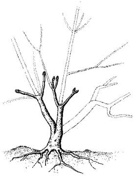 Formáció a beltéri bonsai