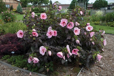 Hibiscus füves ellátás és tenyésztés, nő a kertben