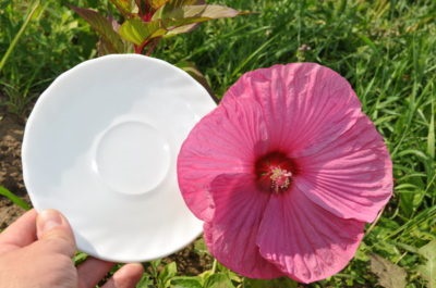 Hibiscus füves ellátás és tenyésztés, nő a kertben (füves) Hibiscus füves ellátás és tenyésztés, nő a kertben