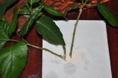 Hibiscus füves ellátás és tenyésztés, nő a kertben (füves) Hibiscus füves ellátás és tenyésztés, nő a kertben