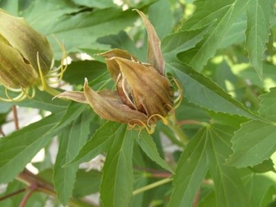 Hibiscus füves ellátás és tenyésztés, nő a kertben