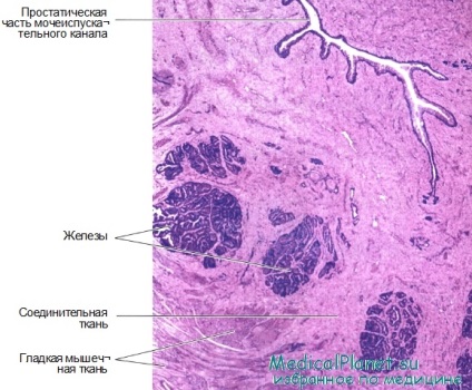 prosztata szövettani